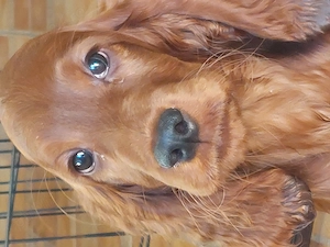 Vand catelus de setter irlandez - imagine 3