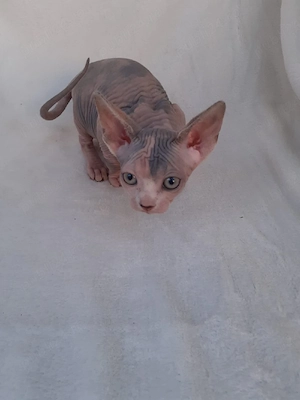 fetita sfinx 
