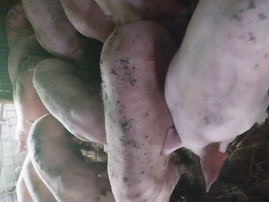 Porci rasa de carne - imagine 3