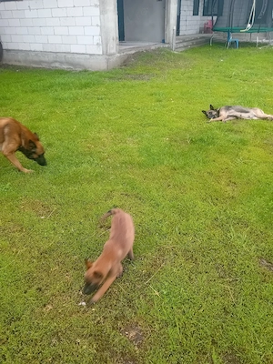 ciobănesc belgian malinois 