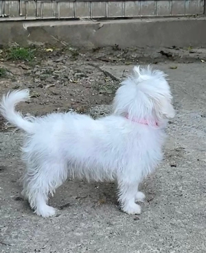 Bichon Maltez Fetita  - imagine 4