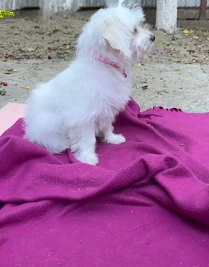 Bichon Maltez Fetita  - imagine 3
