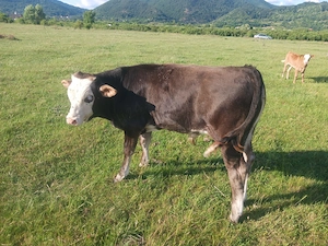 Vând vițe brun de Maramureș 