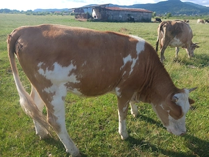 Vând juninca bălțată 