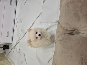 Pomeranian baietel de vanzare URGENT - imagine 4