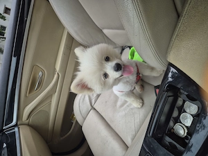 Pomeranian baietel de vanzare URGENT - imagine 3