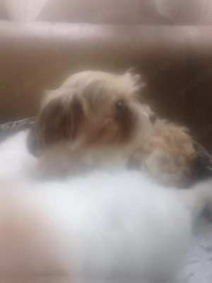 Maltipoo,sufet drag!  - imagine 4