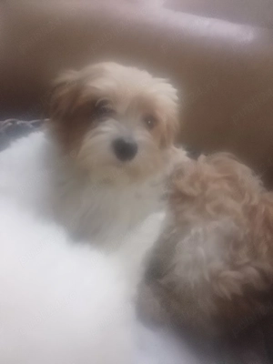 Maltipoo,sufet drag!  - imagine 5
