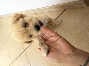Fetiță maltipoo superba - imagine 3