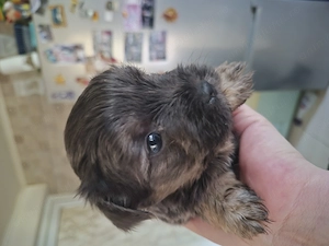 Yorkshire terrier - imagine 3