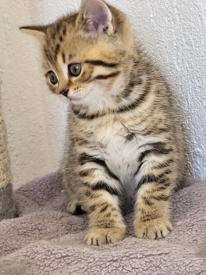 baietel golden tabby - imagine 3