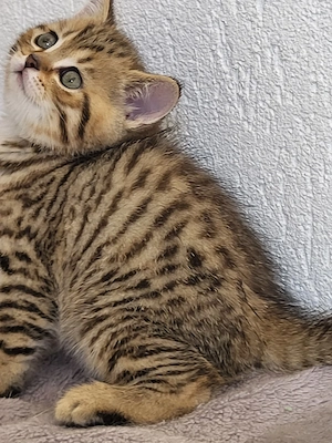 baietel golden tabby - imagine 2