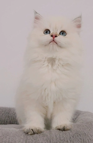 british longhair - imagine 3