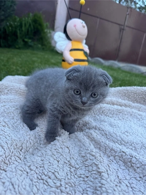 Pui schottish fold  femela - imagine 5