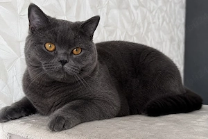British Shorthair Mascul