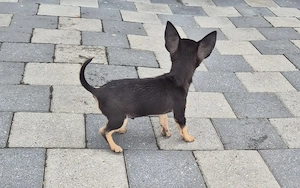 Donez baietel Chihuahua, puiul s a născut orb  - imagine 2