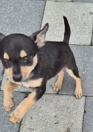 Donez baietel Chihuahua, puiul s a născut orb  - imagine 5