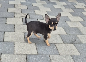 Donez baietel Chihuahua, puiul s a născut orb  - imagine 4