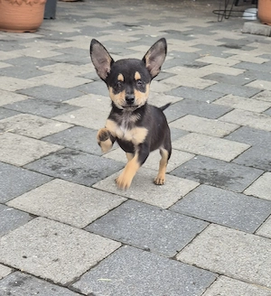 Donez baietel Chihuahua, puiul s a născut orb  - imagine 3