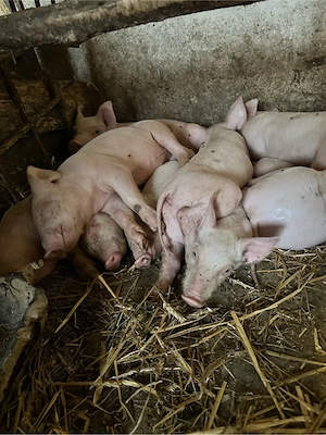 Vand purcei de 7 saptamani, rasa pig, pretul 300 de lei bucata.Cantitate: 11 purcei. - imagine 4