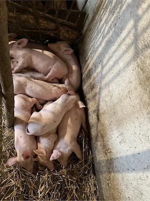 Vand purcei de 7 saptamani, rasa pig, pretul 300 de lei bucata.Cantitate: 11 purcei. - imagine 3