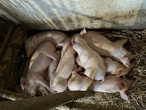 Vand purcei de 7 saptamani, rasa pig, pretul 300 de lei bucata.Cantitate: 11 purcei. - imagine 2