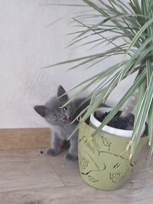 Băieței British Shorthair Blue  - imagine 4