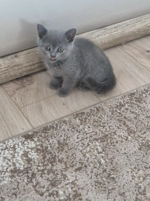 Băieței British Shorthair Blue  - imagine 5