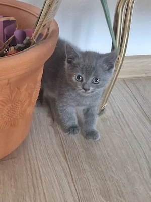 Băieței British Shorthair Blue  - imagine 3
