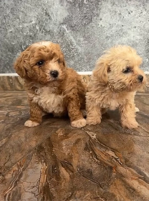 Maltipoo deosebiti - imagine 3