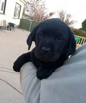Labrador negru  - imagine 3