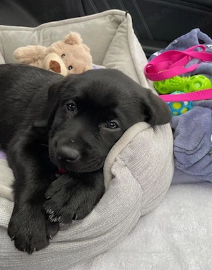 Labrador negru  - imagine 4