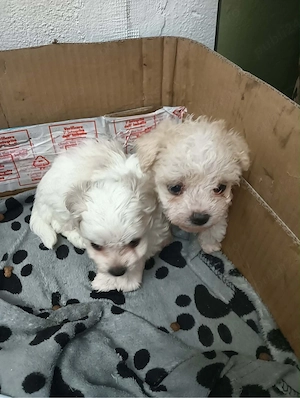 Bichon mîni toy havanez - imagine 2