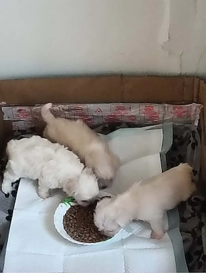 Bichon mîni toy havanez