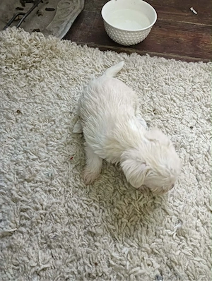Bichon mîni toy havanez - imagine 4