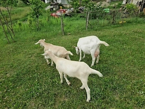 Vând iezi și ieduțe din rasele Alpin Francez și Saanen, în vârstă de 6 luni. - imagine 4
