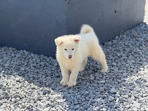 Pui Akita Inu părinți cu Pedigree, rasă pură! - imagine 3