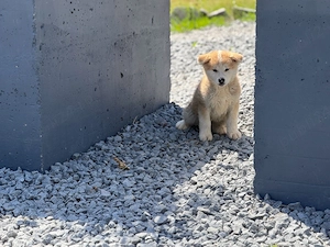 Pui Akita Inu părinți cu Pedigree, rasă pură! - imagine 5