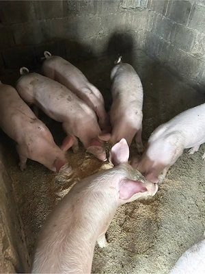 Purcei de vânzare 9 saptămâni rasa petrean - imagine 3