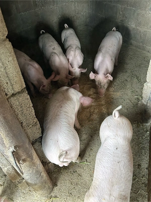 Purcei de vânzare 9 saptămâni rasa petrean - imagine 4