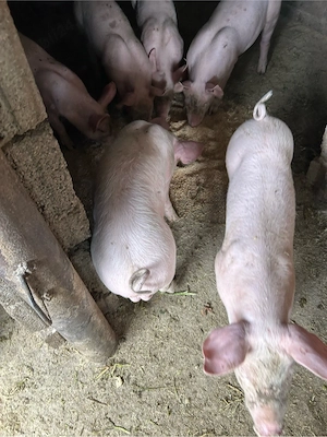 Purcei de vânzare 9 saptămâni rasa petrean - imagine 5