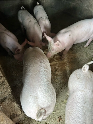 Purcei de vânzare 9 saptămâni rasa petrean - imagine 2