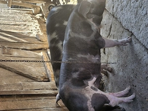Șoldani mari disponibili