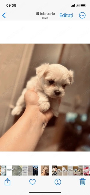 Vand bichon mini toy 6 saptamani baietel
