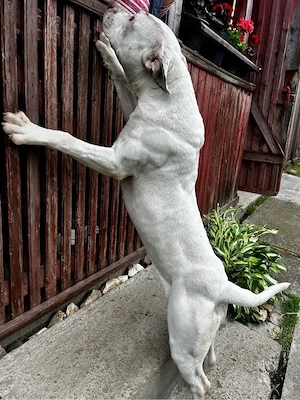 Vând femela American Bully -   exemplar deosebit - imagine 3