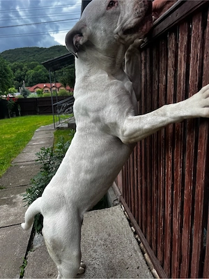 Vând femela American Bully -   exemplar deosebit - imagine 4