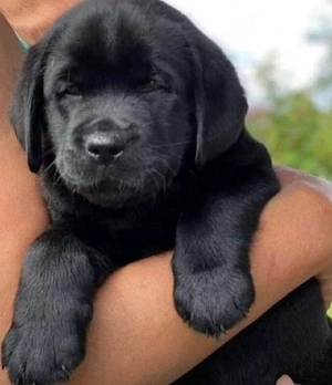 Labrador Retriever 