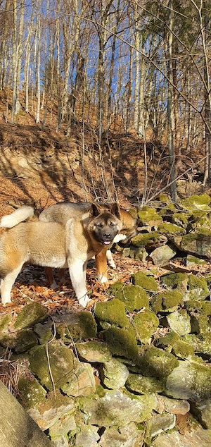 Femelă American Akita - imagine 4