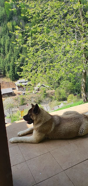 Femelă American Akita - imagine 3