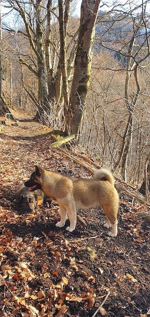 Femelă American Akita - imagine 5